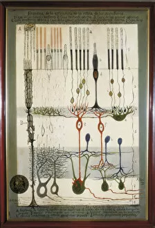Anatomical Chart Collection: Diagram of the structure of the mammalian retina, original drawing by Santiago Ramon y Cajal