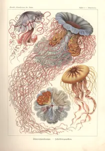 Discomedusae - Scheibenquallen, Pl. 8 from Kunstformen der Natur, engraved by Adolf Giltsch Discomedusae - Scheibenquallen, Pl. 8 from Kunstformen der Natur, engraved by Adolf Giltsch