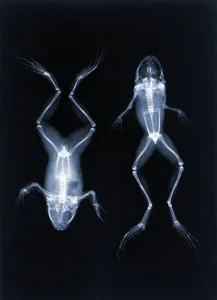 An early X-ray photo of frogs by Joseph Maria Eder. 1896 (photogravure) An early X-ray photo of frogs by Joseph Maria Eder. 1896 (photogravure)