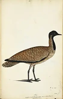 Bird Illustration Art Prints: Florican (possibly)