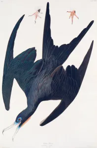 Frigate Penguin, illustration from 'Birds of America', 1835 (hand-coloured Frigate Penguin, illustration from 'Birds of America', 1835 (hand-coloured