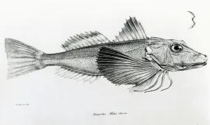 Galapagos Gurnard, plate 6 from The Zoology of the Voyage of H Galapagos Gurnard, plate 6 from The Zoology of the Voyage of H