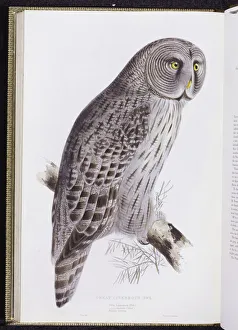 Great Cinereous Owl, from The Birds of Great Britain, published London Great Cinereous Owl, from The Birds of Great Britain, published London