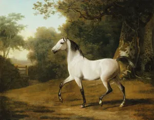 A Grey Arab Stallion in a Wooded Landscape, (oil on canvas) A Grey Arab Stallion in a Wooded Landscape, (oil on canvas)