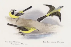 The Grey Wagtail, The Blue-headed Wagtail, The Yellow Wagtail (chromolitho) The Grey Wagtail, The Blue-headed Wagtail, The Yellow Wagtail (chromolitho)