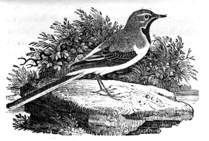 The Grey Wagtail, illustration from A History of British Birds by Thomas Bewick The Grey Wagtail, illustration from A History of British Birds by Thomas Bewick