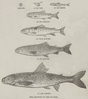 The Growth of the Salmon (engraving)