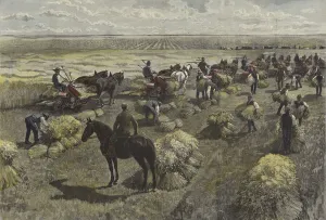 Harvesting wheat on the North American plains (coloured engraving) Harvesting wheat on the North American plains (coloured engraving)