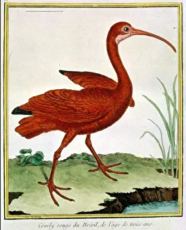 Histoire Naturelle des Oiseaux - Le Courly Rouge Histoire Naturelle des Oiseaux - Le Courly Rouge