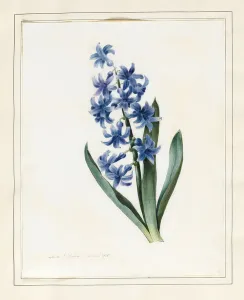 Hyacinth, 1826 (w/c with some bodycolour on vellum) Hyacinth, 1826 (w/c with some bodycolour on vellum)