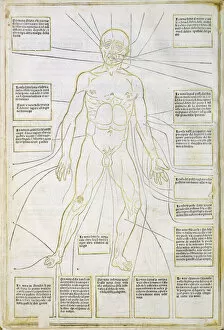 Anatomical Chart Collection: Illustration from Fasciculus medicinae Venice, 15th century (woodcut)