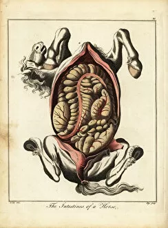 Anatomical Chart Collection: The intestines of a horse. 1792 (engraving)