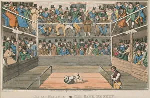Jacko Macauco or the game monkey (coloured engraving) Jacko Macauco or the game monkey (coloured engraving)