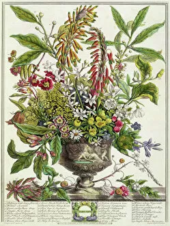 Images Dated 7th October 2016: January, from Twelve Months of Flowers, by Robert Furber (c