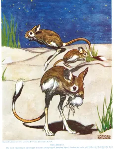 The Jerboa, illustration from The New Natural History The Jerboa, illustration from The New Natural History