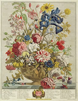 Images Dated 7th October 2016: June, from Twelve Months of Flowers by Robert Furber (c