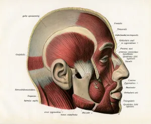 Lateral Cutaway View of the Muscles of the Human Face, 1906 (engraving) Lateral Cutaway View of the Muscles of the Human Face, 1906 (engraving)