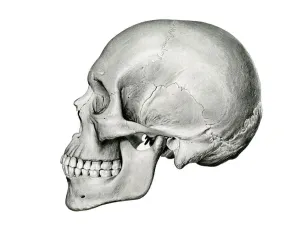 Lateral View of Human Skull, 1917 (lithograph) Lateral View of Human Skull, 1917 (lithograph)