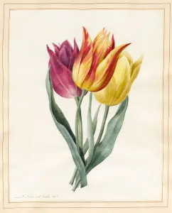 Three Lily Tulips (w/c with some bodycolour on vellum) Three Lily Tulips (w/c with some bodycolour on vellum)