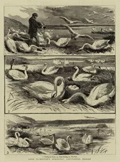 Abbotsbury Collection: Lord Ilchesters Swannery, Abbotsbury, Dorset (engraving)