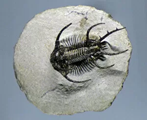 Palaeolithic Collection: Lower Devonian trilobite fossil (object)