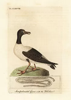 Anseranas Semipalmata Collection: Magpie goose, Anseranas semipalmata, and anatomical detail of its trachea
