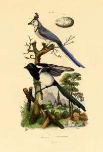 Magpie Jay, 1833-39 (coloured engraving) Magpie Jay, 1833-39 (coloured engraving)