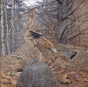 Male Ruffed Grouse in the Forest, 1907-08 (w/c on paper) Male Ruffed Grouse in the Forest, 1907-08 (w/c on paper)