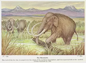 Still life art Collection: The Mammoth (colour litho)