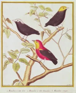 Manakins (coloured engraving) Manakins (coloured engraving)