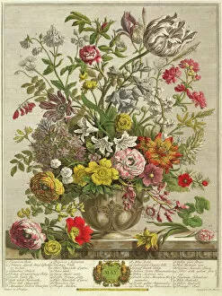 Images Dated 7th October 2016: May, from Twelve Months of Flowers by Robert Furber (c
