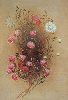 Melaleuca or Flannelflower, 19th century Melaleuca or Flannelflower, 19th century