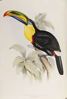 A Monograph of the Ramphastidae, or Family of Toucans, First Edition A Monograph of the Ramphastidae, or Family of Toucans, First Edition