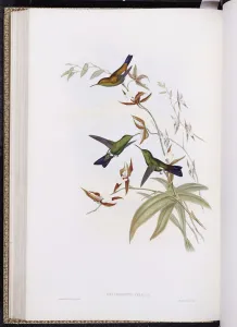 A Monograph of Trochilidae, or Family of Hummingbirds, published 1849-61 (colour litho) A Monograph of Trochilidae, or Family of Hummingbirds, published 1849-61 (colour litho)