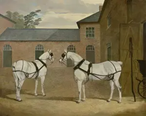 Mr. Sowerby's Grey Carriage Horses in his Coachyard at Putteridge Bury, Hertfordshire Mr. Sowerby's Grey Carriage Horses in his Coachyard at Putteridge Bury, Hertfordshire