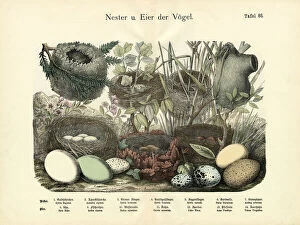 Alpine Accentor Collection: Nests and Eggs, c. 1860 (colour litho)