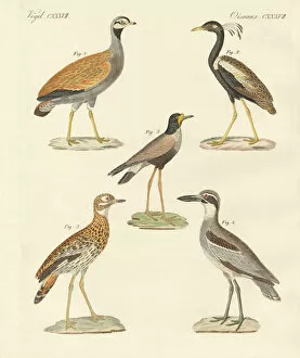Bustards Collection: Lesser Florican