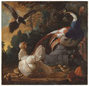 A peacock, poultry and a magpie in a landscape, 1720 (oil on canvas) A peacock, poultry and a magpie in a landscape, 1720 (oil on canvas)
