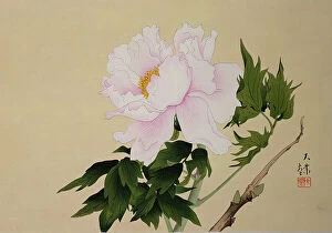 Images Dated 3rd July 2007: Peony, pub. 1950, (colour woodblock print)
