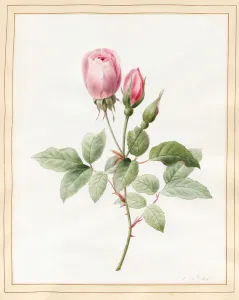 Pink Rose and Buds, 1826 (w/c with some bodycolour on vellum) Pink Rose and Buds, 1826 (w/c with some bodycolour on vellum)