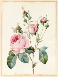 Pink Rose and Buds, 1832 (w/c with some bodycolour on vellum) Pink Rose and Buds, 1832 (w/c with some bodycolour on vellum)