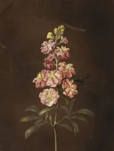 A Pink Stock with a Dragonfly, (bodycolour on vellum) A Pink Stock with a Dragonfly, (bodycolour on vellum)