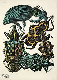 Émile-Allain Séguy Collection: Plate 14 from Insectes, pub. 1930s (pochoir print)