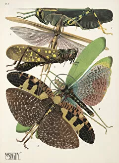 Émile-Allain Séguy Collection: Plate 8 from Insectes, pub. 1930s (pochoir print)
