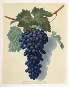 Plate LII (a bunch of purple grapes), 1809 (aquatint and stipple-engraving Plate LII (a bunch of purple grapes), 1809 (aquatint and stipple-engraving