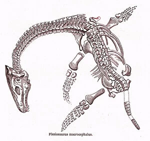 Palaeolithic Collection: Plesiosaurus macrocephalus, 1864 (engraving)
