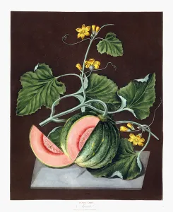 Pumpkin, 1812 (coloured aquatint, finished by hand) Pumpkin, 1812 (coloured aquatint, finished by hand)