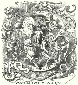Punch cartoon: Man is but a Worm - Charles Darwin's Theory of Evolution (engraving) Punch cartoon: Man is but a Worm - Charles Darwin's Theory of Evolution (engraving)