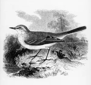 Rays Wagtail, illustration from A History of British Birds by William Yarrell Rays Wagtail, illustration from A History of British Birds by William Yarrell