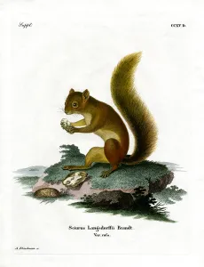 Red Squirrel (coloured engraving) Red Squirrel (coloured engraving)